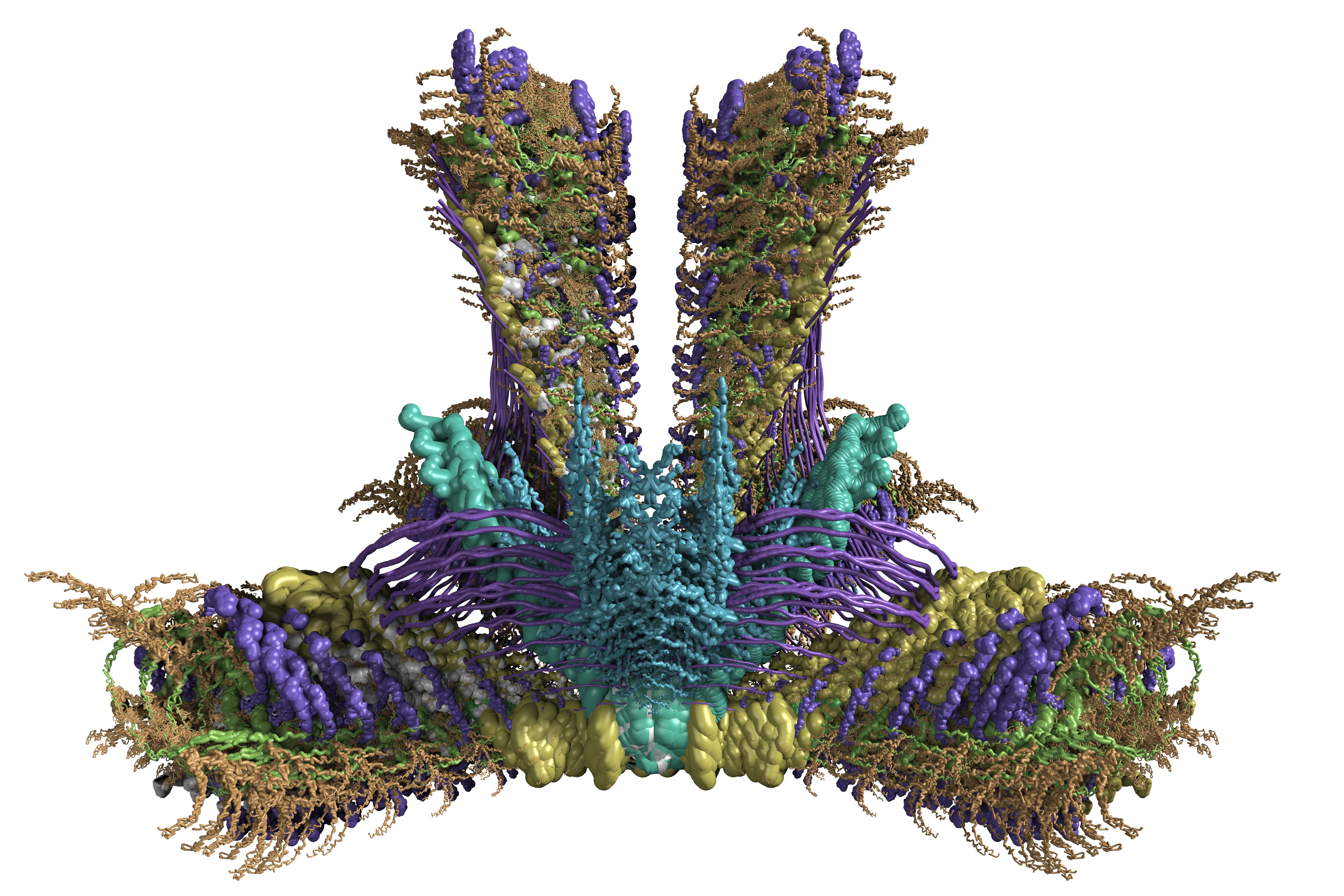 Antlers by William Latham